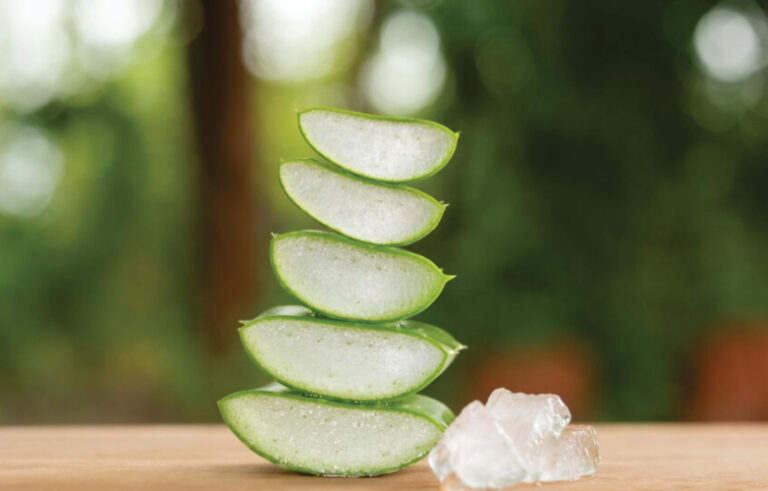 Aloe Vera in Skincare: The Legendary Moisturizer and Savior for Troubled Skin
