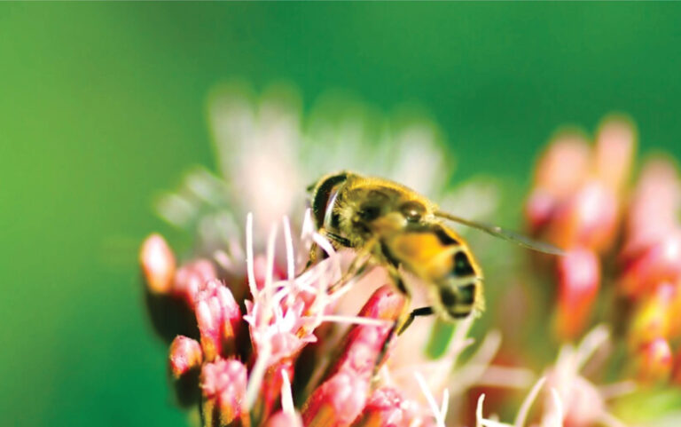 Bee Venom in Skincare: Nature’s Secret for Youthful, Radiant Skin