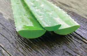Aloe Vera in Skincare: The Legendary Moisturizer and Savior for Troubled Skin